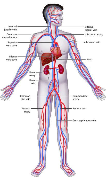 cardiovascular disease atherosclerotic cardiovascular disease hypertensive cardiovascular disease hypertensive cardiovascular disease icd 10 arteriosclerosis cardiovascular disease hypertensive atherosclerotic cardiovascular disease what causes cardiovascular disease signs of cardiovascular disease qrisk2 cardiovascular disease journal of cardiovascular disease research how to prevent cardiovascular disease cardiovascular disease and coronary heart disease are often used interchangeably cardiovascular disease and cancer shared risk factors and mechanisms cardiovascular disease abbreviation cardiovascular disease and heart disease are same cardiovascular disease and stroke risk screening cardiovascular disease and diabetes cardiovascular disease articles cardiovascular disease aha functional classification cardiovascular disease acronym atherosclerotic and hypertensive cardiovascular disease atherosclerotic cardiovascular disease icd 10 atherosclerosis cardiovascular disease atherosclerotic cardiovascular disease ascvd arteriosclerosis cardiovascular disease death associates in cardiovascular disease arteriosclerotic and hypertensive cardiovascular disease acute cardiovascular disease cardiovascular disease blood test cardiovascular disease board certification verification cardiovascular disease be reversed cardiovascular disease burden cardiovascular disease by country cardiovascular disease biomarkers cardiovascular disease brochure cardiovascular disease book cardiovascular disease book pdf cardiovascular disease bangla blood test for cardiovascular disease breast arterial calcification and cardiovascular disease burden of cardiovascular disease best diet for cardiovascular disease benign hypertensive cardiovascular disease icd 10 biomarkers for cardiovascular disease bmc cardiovascular disease bac and cardiovascular disease burn pits and cardiovascular disease best glp 1 for cardiovascular disease cardiovascular disease causes cardiovascular disease class 3 or 4 cardiovascular disease calculator cardiovascular disease cure cardiovascular disease cdc cardiovascular disease can be cured cardiovascular disease can it be reversed cardiovascular disease cad cardiovascular disease cause of death cardiovascular disease conditions causes of cardiovascular disease coronary atherosclerosis due to arteriosclerotic cardiovascular disease can cardiovascular disease be reversed cardiovascular disease symptoms can cardiovascular disease be cured chronic cardiovascular disease cvd cardiovascular disease caffeine and cardiovascular disease cardiovascular disease definition cardiovascular disease doctor cardiovascular disease diet cardiovascular disease diagnosis cardiovascular disease death cardiovascular disease diagnosis code cardiovascular disease death rate cardiovascular disease doctors near me cardiovascular disease diabetes cardiovascular disease diet plan define cardiovascular disease diabetes and cardiovascular disease difference between hypertension and cardiovascular disease diet for cardiovascular disease drugs for cardiovascular disease different types of cardiovascular disease diagnosis of cardiovascular disease does smoking cause cardiovascular disease does hypertension count as cardiovascular disease does nicotine cause cardiovascular disease cardiovascular disease examples cardiovascular disease encompasses which of the following conditions cardiovascular disease epidemiology cardiovascular disease etiology cardiovascular disease exercise cardiovascular disease explained cardiovascular disease events cardiovascular disease ear lobe crease cardiovascular disease early symptoms cardiovascular disease en español examples of cardiovascular disease established cardiovascular disease early signs of cardiovascular disease epidemiology of cardiovascular disease evolocumab and clinical outcomes in patients with cardiovascular disease effects of cardiovascular disease explain cardiovascular disease estrogen and cardiovascular disease erectile dysfunction and cardiovascular disease european heart journal cardiovascular disease in women cardiovascular disease fellowship cardiovascular disease facts cardiovascular disease fellowship vs cardiology cardiovascular disease fellow cardiovascular disease from alcohol cardiovascular disease from smoking cardiovascular disease foods to eat cardiovascular disease fellowship programs cardiovascular disease family history cardiovascular disease fatigue family history of cardiovascular disease icd 10 fh cardiovascular disease family hx of cardiovascular disease icd 10 family history of cardiovascular disease facts about cardiovascular disease framingham study of cardiovascular disease flossing and cardiovascular disease frank's sign cardiovascular disease foods to avoid with cardiovascular disease forms of cardiovascular disease cardiovascular disease genetic cardiovascular disease guidelines cardiovascular disease graphic cardiovascular disease gwas cardiovascular disease global statistics cardiovascular disease genetic testing cardiovascular disease guidelines kenya cardiovascular disease gcse biology cardiovascular disease global burden cardiovascular disease gcse glp 1 for cardiovascular disease glp 1 for cardiovascular disease fda approved global burden of cardiovascular disease genetic cardiovascular disease glp 1 approved for cardiovascular disease gout and cardiovascular disease genetic testing for cardiovascular disease gender differences in cardiovascular disease guideline on the primary prevention of cardiovascular disease gut microbiota and cardiovascular disease cardiovascular disease how do you get it cardiovascular disease how to prevent cardiovascular disease how is it diagnosed cardiovascular disease hereditary cardiovascular disease hypertension cardiovascular disease heart attack cardiovascular disease hyperlipidemia cardiovascular disease htn cardiovascular disease heart disease hypertensive arteriosclerotic cardiovascular disease hypertensive atherosclerotic cardiovascular disease icd 10 hypertensive cardiovascular disease cause of death hypertensive atherosclerosis cardiovascular disease cause of death hypertensive arteriosclerotic cardiovascular disease icd 10 hypertensive cardiovascular disease meaning cardiovascular disease icd 10 cardiovascular disease is the leading cause of death cardiovascular disease in the united states cardiovascular disease in spanish cardiovascular disease in women cardiovascular disease icd 10 code cardiovascular disease is what cardiovascular disease in dogs cardiovascular disease in chinese is hypertension a cardiovascular disease is stroke a cardiovascular disease is high blood pressure a cardiovascular disease is atherosclerosis a cardiovascular disease is hyperlipidemia a cardiovascular disease is diabetes a cardiovascular disease is afib a cardiovascular disease icd 10 cardiovascular disease is hypertension considered cardiovascular disease is high cholesterol a cardiovascular disease cardiovascular disease journal articles cardiovascular disease journals cardiovascular disease journal articles pdf cardiovascular disease jobs cardiovascular disease journal impact factor cardiovascular disease japanese cardiovascular disease japan coronary artery disease journal coronary artery disease journal pdf heart disease japan vs america journal of cardiovascular disease research indexing jrsm cardiovascular disease journal of cardiovascular disease research impact factor jbs cardiovascular disease journal of cardiovascular disease journal of rare cardiovascular disease jrsm cardiovascular disease impact factor jardiance for cardiovascular disease journal of cardiovascular disease research publication fee cardiovascular disease knowledge portal cardiovascular disease kya hota hai cardiovascular disease ki cardiovascular disease kaggle cardiovascular disease kannada meaning cardiovascular disease kidney cardiovascular disease kids cardiovascular disease ketogenic diet cardiovascular disease kaggle dataset cardiovascular disease kannada kaggle cardiovascular disease dataset key symptoms of cardiovascular disease keto diet and cardiovascular disease kinds of cardiovascular disease kidney disease and cardiovascular disease kimberly dulaney md cardiovascular disease key facts about cardiovascular disease key risk factors for cardiovascular disease kaggle cardiovascular disease kidney stones and cardiovascular disease cardiovascular disease leading cause of death cardiovascular disease leading cause of death worldwide cardiovascular disease list cardiovascular disease life expectancy cardiovascular disease lab tests cardiovascular disease lupus cardiovascular disease là gì cardiovascular disease leading cause of death in women cardiovascular disease legs cardiovascular disease lifestyle risk factors low dose colchicine in cardiovascular disease list of cardiovascular disease leading cause of cardiovascular disease lipoprotein a and cardiovascular disease light exposure at night and cardiovascular disease incidence lupus and cardiovascular disease long term effects of cardiovascular disease lipid screening for cardiovascular disease link between kidney disease and cardiovascular disease lipoprotein a reduction in persons with cardiovascular disease cardiovascular disease meaning cardiovascular disease medications cardiovascular disease medicine cardiovascular disease medical term cardiovascular disease management cardiovascular disease meds cardiovascular disease men vs women cardiovascular disease mortality rate cardiovascular disease medical abbreviation cardiovascular disease mortality meaning of cardiovascular disease modifiable risk factors for cardiovascular disease micro cardiovascular disease medications for cardiovascular disease menopause and cardiovascular disease management of cardiovascular disease most common cardiovascular disease medicine for cardiovascular disease mounjaro and cardiovascular disease merck cardiovascular disease specialist cardiovascular disease non modifiable risk factors cardiovascular disease names cardiovascular disease number one killer cardiovascular disease news articles cardiovascular disease near me cardiovascular disease nih cardiovascular disease nails cardiovascular disease news cardiovascular disease nhs cardiovascular disease nz non modifiable risk factors for cardiovascular disease national institute of cardiovascular disease and hospital nhs cardiovascular disease nicotine and cardiovascular disease nursing care plan for cardiovascular disease ppt national institute of cardiovascular disease nursing management of cardiovascular disease pdf nice cardiovascular disease nursing diagnosis for cardiovascular disease nice guidelines cardiovascular disease cardiovascular disease overview cardiovascular disease older adults cardiovascular disease or disorder cardiovascular disease other names cardiovascular disease of the heart cardiovascular disease operation cardiovascular disease obesity cardiovascular disease oral health cardiovascular disease ozempic cardiovascular disease or stroke obesity and cardiovascular disease organic cardiovascular disease ozempic for cardiovascular disease oral health and cardiovascular disease osa and cardiovascular disease organic cardiovascular disease death osteoporosis and cardiovascular disease an update obstructive sleep apnea and cardiovascular disease overview of cardiovascular disease obesity and cardiovascular disease pdf cardiovascular disease prevention cardiovascular disease physician cardiovascular disease prevalence in the us cardiovascular disease prevalence cardiovascular disease ppt cardiovascular disease pathophysiology cardiovascular disease pronunciation cardiovascular disease prevention guidelines cardiovascular disease peer reviewed articles cardiovascular disease postpartum primary prevention of cardiovascular disease prevention of cardiovascular disease premature cardiovascular disease pathophysiology of cardiovascular disease prevalence of cardiovascular disease psoriasis and cardiovascular disease prevention and control of cardiovascular disease predicting risk of cardiovascular disease events primary vs secondary prevention of cardiovascular disease peripheral cardiovascular disease cardiovascular disease quizlet cardiovascular disease quiz cardiovascular disease qrisk2 cardiovascular disease questions and answers cardiovascular disease questionnaire pdf cardiovascular disease que es cardiovascular disease questions cardiovascular disease quizlet nclex cardiovascular disease questionnaire cardiovascular disease quiz quizlet qrisk2 cardiovascular disease 10 year risk score qrisk2 cardiovascular disease 10 year risk qrisk3 cardiovascular disease qrisk2 cardiovascular disease score qrisk3 cardiovascular disease 10 year risk qrisk cardiovascular disease qrisk cardiovascular disease 10 year risk qrisk3 cardiovascular disease score qrisk2 cardiovascular disease 10 year cardiovascular disease risk factors cardiovascular disease risk calculator cardiovascular disease risk cardiovascular disease risk factors modifiable and nonmodifiable cardiovascular disease risk assessment cardiovascular disease reversal cardiovascular disease risk score cardiovascular disease risk in women with menopause cardiovascular disease rates by country cardiovascular disease research risk factors for cardiovascular disease risk of cardiovascular disease reverse cardiovascular disease rheumatoid arthritis and cardiovascular disease relationship between hypertension and cardiovascular disease risk of cardiovascular disease calculator red meat cardiovascular disease role of nutraceuticals in cardiovascular disease reduction in saturated fat intake for cardiovascular disease risk score cardiovascular disease cardiovascular disease specialist merck cardiovascular disease screening cardiovascular disease specialist cardiovascular disease symptoms in women cardiovascular disease specialist merck salary cardiovascular disease specialists of pittsburgh pc cardiovascular disease statistics cardiovascular disease screening test symptoms of cardiovascular disease is cardiovascular disease the same as heart disease screening for cardiovascular disease icd 10 secondary prevention of cardiovascular disease signs and symptoms of cardiovascular disease smoking and cardiovascular disease stress and cardiovascular disease symptoms of cardiovascular disease in women cardiovascular disease treatment cardiovascular disease testing cardiovascular disease the same as heart disease cardiovascular disease types cardiovascular disease taxonomy code cardiovascular disease treatment and prevention cardiovascular disease treatment medication cardiovascular disease trends cardiovascular disease treatable cardiovascular disease type 1 diabetes types of cardiovascular disease treatment for cardiovascular disease triglyceride hdl ratio prediction for cardiovascular disease test for cardiovascular disease therapeutic advances in cardiovascular disease type 2 diabetes and cardiovascular disease the most common cardiovascular disease the meaning of cardiovascular disease the cardiovascular disease the causes of cardiovascular disease cardiovascular disease unspecified icd 10 cardiovascular disease uk cardiovascular disease unspecified cardiovascular disease uk statistics cardiovascular disease us cardiovascular disease umbrella term cardiovascular disease united states cardiovascular disease us statistics cardiovascular disease unspecified icd 10 code underlying cardiovascular disease uric acid and cardiovascular disease uab cardiovascular disease understanding cardiovascular disease unified theory of human cardiovascular disease uncontrollable risk factors for cardiovascular disease urine test for cardiovascular disease us cardiovascular disease statistics uk cardiovascular disease factsheet unhealthy diet and cardiovascular disease cardiovascular disease vs coronary artery disease cardiovascular disease vs coronary heart disease cardiovascular disease vs heart disease cardiovascular disease vs cardiology cardiovascular disease vs interventional cardiology cardiovascular disease vs cad cardiovascular disease vs hypertension cardiovascular disease vs heart failure cardiovascular disease vs peripheral vascular disease cardiovascular disease vs congestive heart failure vaping and cardiovascular disease vitamin d and cardiovascular disease varicose veins cardiovascular disease valvular cardiovascular disease vitamin d and cardiovascular disease an update vitamin d deficiency and cardiovascular disease va rating for cardiovascular disease vitamin e and cardiovascular disease vitamin k2 and cardiovascular disease viagra for cardiovascular disease cardiovascular disease what is it cardiovascular disease wiki cardiovascular disease what causes it cardiovascular disease wegovy cardiovascular disease what to eat cardiovascular disease what does it mean cardiovascular disease warning signs cardiovascular disease worldwide cardiovascular disease world health organization cardiovascular disease worldwide statistics what is cardiovascular disease what is atherosclerotic cardiovascular disease what is hypertensive cardiovascular disease what is the meaning of cardiovascular disease what are the symptoms of cardiovascular disease what is qrisk2 cardiovascular disease what is arteriosclerosis cardiovascular disease what is hypertensive and atherosclerotic cardiovascular disease what is secondary prevention of cardiovascular disease cardiovascular disease x ray cardiac disease x ray cardiac disease x heart disease x ray coronary artery disease x ray heart disease x ray images heart disease x ray findings heart disease x fh cardiovascular disease (xe0of) cardiovascular disease chest x ray xylitol cardiovascular disease xanthomas cardiovascular disease chest x ray cardiovascular disease does xylitol increase risk of cardiovascular disease is cardiovascular disease heart disease what are 5 cardiovascular diseases what are the 4 types of cardiovascular disease cardiovascular disease youtube cardiovascular disease young adults cardiovascular disease yoga coronary artery disease youtube heart disease young women heart disease young people heart disease yoga coronary artery disease young age heart disease you can die from heart disease young adults yoga for cardiovascular disease yoga therapy for cardiovascular disease yoga asanas for cardiovascular disease yogurt and cardiovascular disease youtube cardiovascular disease yoga for cardiovascular disease and rehabilitation your patient has a history of cardiovascular disease young cardiovascular disease your qrisk2 cardiovascular disease yale cardiovascular disease cardiovascular disease zero to finals cardiovascular disease zepbound cardiovascular disease zyn cardiovascular disease zhongwen coronary artery disease zero to finals cardiovascular condition z13 6 heart disease zone tool cardiovascular disorders z13 6 heart disease zepbound coronary artery disease zhongwen zepbound for cardiovascular disease zero to finals cardiovascular disease zyn cardiovascular disease zoloft and cardiovascular disease zinc and cardiovascular disease zebrafish as a tractable model of human cardiovascular disease zepbound approved for cardiovascular disease zebrafish models of cardiovascular disease cardiovascular disease in new zealand cardiovascular disease in aotearoa new zealand cardiovascular disease 0.6 cardiovascular disease 0.2 cardiovascular disease 0.8 cardiovascular risk 0.7 cardiovascular disease symptoms in men cardiovascular disease symptoms in tamil cardiovascular disease symptoms in legs cardiovascular disease symptoms in hindi is cad cardiovascular disease 8 cardiovascular diseases 6 cardiovascular diseases cardiovascular disease 10 year risk score cardiovascular disease 10 year risk calculator score cardiovascular disease 10 year risk score qrisk2 cardiovascular disease 10 year risk score nhs cardiovascular disease 10 year risk score 0.5 cardiovascular disease 10 year risk cardiovascular disease 10 year risk score 0.6 cardiovascular disease 10 year risk score uk cardiovascular disease 10 year risk score 1.8 cardiovascular disease 10 year risk score 1.1 10 year risk of cardiovascular disease 10 year risk of cardiovascular disease calculator 10 year risk score for cardiovascular disease 10 risk factors for cardiovascular disease 10 year risk of cardiovascular disease uk 10 year cardiovascular disease cvd risk 1 strategy to prevent cardiovascular disease #1 cause of cardiovascular disease 10 risk factors for cardiovascular disease calculator 10 cardiovascular disease cardiovascular disease 2.1 cardiovascular disease 2025 cardiovascular disease 2026 • 2. cardiovascular disease cardiovascular disease 2023 heart disease 2025 coronary artery disease 2d echo coronary artery disease 25 year old cardiovascular risk 2 coronary artery disease 2 2021 esc guidelines on cardiovascular disease prevention 2 risk factors for cardiovascular disease 2 types of cardiovascular disease 2 cardiovascular diseases 2 cardiovascular 2 diseases of cardiovascular system cardiovascular disease 3d model cardiovascular disease 3.3 cardiovascular disease 3.2 coronary artery disease 3 vessel coronary artery disease 3d model heart disease 30 year old woman coronary artery disease 3vd coronary artery disease 30 years old coronary artery disease 3 30 year risk of cardiovascular disease calculator 3 risk factors of cardiovascular disease 3 types of cardiovascular disease 30 year risk of cardiovascular disease 3 treatments for cardiovascular disease 3 ways to prevent cardiovascular disease 31st annual current concepts in cardiovascular disease 3 modifiable risk factors for cardiovascular disease 3 symptoms of cardiovascular disease 3 factors of cardiovascular disease heart disease 4 types cardiovascular disease for women cardiovascular disease for children cardiovascular disease for wegovy cardiovascular disease for dogs 4 cardiovascular diseases cardiovascular disease 4 types cardiovascular disease at 40 4 types of cardiovascular disease 4 symptoms of cardiovascular disease 4 main types of cardiovascular disease 4 risk factors for cardiovascular disease 4 ways to prevent cardiovascular disease 4th international conference on heart and cardiovascular disease 4 examples of cardiovascular disease class 3 or 4 cardiovascular disease stage 4 cardiovascular disease heart disease 5k coronary artery disease 50 blockage heart disease 5 heart disease 5 types cardiovascular risk 5 coronary artery disease 50 heart disease 5 year old heart disease 5k 2026 heart disease 5 year survival 5 types of cardiovascular disease 5 risk factors for cardiovascular disease 5 symptoms of cardiovascular disease 5 causes of cardiovascular disease 5 facts about cardiovascular disease 5 ways to prevent cardiovascular disease 5 suitable dishes for cardiovascular disease 5 categories of cardiovascular disease 5 examples of cardiovascular disease 5th world cardiology and cardiovascular disease conference cardiovascular risk 6 coronary artery disease 60 cardiovascular disease risk score 6 6 types of cardiovascular disease 6 heart disease heart disease 65 and older 6 cardiovascular disorders 6 cardinal signs of cardiovascular disease 6 major risk factors for cardiovascular disease 6 risk factors for cardiovascular disease 6 major cardiovascular disease in australia il 6 cardiovascular disease omega 6 cardiovascular disease what are the 6 modifiable risk factors for cardiovascular disease 6 cardiovascular cardiovascular disease in hindi cardiovascular disease cvd 7 types of cardiovascular disease under 75 mortality rate from cardiovascular disease what are the 6 types of cardiovascular disease list of all cardiovascular diseases list of all cardiac disease 7 cardiovascular 7 cardiovascular health metrics cardiovascular risk 8.5 heart disease 80ddb cardiovascular risk 8 cardiovascular 8 cardiovascular disease icd 10 codes cardiovascular disease icd 10 cm 80 of cardiovascular disease is preventable 8 risk factors of cardiovascular disease diet cardiovascular disease and mortality in 80 countries observation of suspected cardiovascular disease z03 89 8 cardiovascular risk factors 8 cardiovascular coronary artery disease 90 blockage cardiovascular risk 9 cardiovascular disease icd 9 cardiovascular disease icd 9 code cardiac disease icd 9 cardiovascular disease unspecified icd 9 hypertensive cardiovascular disease icd 9 cardiovascular disease 9 11 9 risk factors of cardiovascular disease icd 9 code for cardiovascular disease icd 9 code for hypertensive cardiovascular disease icd 9 cardiovascular disease icd 9 hypertensive cardiovascular disease icd 9 code for cardiovascular disease unspecified 10 cardiovascular diseases 9 cardiovascular risk factors