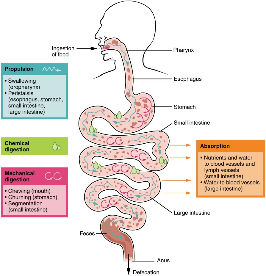 digestion
anaerobic digestion
how to improve digestion
mechanical digestion
chemical digestion
how long does digestion take
food digestion time chart
define digestion
how to speed up digestion
best tea for digestion
process of digestion
digestion and absorption occurs primarily in the
digestion aids
digestion after gallbladder removal
digestion and absorption
digestion aids natural
digestion acupressure points
digestion and metabolism
digestion and bloating supplements
digestion and sleep
absorption in digestion
assimilation in digestion
anaerobic digestion plant
apple digestion time
aids digestion meaning
amoeba digestion
absorption and digestion of carbohydrates
absorption and digestion of protein
digestion begins in the
digestion begins in the mouth
digestion bitters
digestion block
digestion booster
digestion buzzing (nervous touch)
digestion break
digestion before bed
digestion bloating
digestion biology
banana digestion time
best side to sleep on for digestion
bolus digestion
best food for digestion
best side to lay on for digestion
best medicine for digestion and gas
best fruit for digestion
best juice for digestion
best position for digestion
digestion cleanse
digestion cramps
digestion cat food
digestion crystal casualties unknown
digestion cycle
digestion chemistry
digestion challenge.com
digestion crystal scav prototype
digestion chart
chicken digestion time
carbohydrate digestion
cephalic phase of digestion
carbohydrate digestion begins in the
chia seeds digestion
corn digestion
churan for digestion
complete digestion of food
complete digestion of food takes place in
digestion definition
digestion doctor
digestion diagram
digestion drinks
digestion diseases
digestion drops
digestion diabetes
digestion detox
digestion doctor near me
digestion deficiente
does walking help digestion
does green tea help with digestion
drinks to help digestion and bloating
does sparkling water help with digestion
does pineapple help with digestion
does coffee help with digestion
does hot water help with digestion
does chewing gum help digestion
does tea help with digestion
digestion exercises
digestion enzyme supplement
digestion en español
digestion en ingles
digestion explained
digestion essential oils
digestion explained for kids
digestion etymology
digestion example
explain the process of digestion in human beings
enzymes for digestion
egg digestion time
extracellular digestion
easy digestion food
explain the process of digestion
emulsification in digestion
exercise for digestion
end product of protein digestion
explain digestion
digestion first begins in the mouth primarily through
digestion foods
digestion for kids
digestion friendly foods
digestion food for dogs
digestion feels slow
digestion fruits
digestion frequency hz
digestion flow chart
digestion frequency
food digestion time
food digestion
florajen digestion
foods that help with digestion
foods good for digestion
fat digestion
for digestion which side to sleep
for digestion medicine
for digestion syrup
digestion gb
digestion gummies
digestion ginger pineapple shot
digestion gb supplement
digestion gif
digestion game
digestion ginger pineapple
digestion graphic
digestion gives me anxiety
ginger for digestion
good for digestion
green tea for digestion
good tea for digestion
good food for digestion
guava digestion time
green tea good for digestion
ginger good for digestion
good juice for digestion
grapes good for digestion
digestion help
digestion how long does it take
digestion health
digestion human design
digestion hormones
digestion hurts
digestion headache
digestion how to say
digestion help supplements
digestion help medicine
how to improve digestion naturally at home
hill's perfect digestion
how to slow digestion
how does walking help digestion
hindi meaning of digestion
helps in digestion
how much time for digestion of food
digestion issues
digestion in spanish
digestion is
digestion in the mouth
digestion is painful
digestion in the stomach
digestion images
digestion issues during period
digestion issues before period
digestion issues in menopause
intracellular digestion
is pineapple good for digestion
improve digestion
is tea good for digestion
in digestion problem
in digestion meaning
in digestion meaning in hindi
in digestion tablet
it helps in digestion
in digestion meaning in tamil
digestion juice
digestion juice recipe
digestion journal
digestion juice shot
digestion jelly
digestion jelly korea
digestion juice shot recipe
digestion juice fruit
digestion juice name
digestion journey
juice for digestion
jshealth skin and digestion
juice good for digestion
jeera water for digestion
jean jacket digestion scene
juice digestion time
jackfruit digestion time
juice for digestion and bloating
jean jacket digestion
jowar roti digestion time
digestion karger
digestion keeping me awake
digestion ka matlab kya hota hai
digestion ko hindi mein kya kahate hain
digestion kya hota hai
digestion ka hindi
digestion ke liye best syrup
digestion ke liye kya khaye
digestion kaise thik kare
digestion ko sahi karne ke liye kya karen
kiwi digestion
kjeldahl digestion unit
kids digestion syrup
konjac noodles digestion
kjeldahl digestion
khichdi easy digestion
khichdi digestion time
kaju digestion time
kiwi good for digestion
kombucha digestion
digestion lenta
digestion low human design
digestion lying down
digestion lemonade
digestion lab
digestion left or right
digestion lenta que hacer
digestion lying on right side
digestion left human design
digestion length
lipid digestion
laying on what side helps digestion
lipid digestion and absorption
liver role in digestion
liver function in digestion
lie on which side for digestion
lemon is good for digestion
lemon tea good for digestion
la digestion definition
lay on which side for better digestion
digestion medicine
digestion meaning
digestion massage
digestion medical term
digestion mcat
digestion meds
digestion medical definition
digestion meditation
digestion mudra
digestion map
milk digestion time
mutton digestion time
magnesium for digestion
medicine for digestion
meaning of digestion
mechanical and chemical digestion
mudra for digestion
mechanical vs chemical digestion
microwave digestion
digestion noises
digestion nervous human design
digestion need crossword clue
digestion nap
digestion not working
digestion nervous system
digestion noises loud
digestion nausea
digestion natural remedies
digestion neb
nope digestion scene
normal digestion time
noodles digestion time
nutrish gentle digestion
non veg digestion time
nutrition and digestion
natural remedies for digestion and bloating
neb double digestion
neb digestion protocol
natural digestion aids
digestion of protein begins in the
digestion of starch begins in the
digestion of carbohydrates begins in the
digestion of foods includes the mechanical actions of
digestion of carbohydrates
digestion of proteins
digestion organs
digestion of food
digestion of fats begins in the
digestion occurs via fermentation in the colon
of or relating to digestion crossword clue
oats digestion time
of or relating to digestion dan word
of or relating to digestion
of digestion crossword clue
order of digestion
orange digestion time
of or relating to digestion 6 letters
oatmeal digestion time
oats good for digestion
digestion problem
digestion process
digestion pills
digestion pronunciation
digestion part crossword clue 5 letters
digestion plus
digestion pain
digestion pressure point
digestion pathway
digestion process from mouth to anus
protein digestion
physiology of digestion
physical digestion
protein digestion begins in the
poor digestion
propulsion in digestion
phases of digestion
protein digestion and absorption
pooch and mutt health and digestion
digestion quiz
digestion quimica
digestion questions
digestion que es
digestion quinoa
digestion quotes
digestion questions and answers
digestion quinoa selles
digestion questions class 10
quinoa digestion
quick digestion
que es la digestion
que es bueno para la digestion
quinoa digestion time
qigong for digestion
quinoa good for digestion
que tomar para la digestion
qu'est ce que la digestion
que es un corte de digestion
digestion resistant maltodextrin
digestion relief
digestion reset
digestion remedies
digestion rimworld
digestion reaction
digestion refers to the quizlet
digestion review
digestion related crossword clue
digestion rate
rice digestion time
role of bile in digestion
role of pancreas in digestion
restriction digestion
role of saliva in digestion of food
relating to digestion crossword clue
role of liver in digestion
rapid digestion
restriction enzyme digestion
role of enzymes in digestion
digestion supplements
digestion squats
digestion shots
digestion stretches
digestion synonym
digestion support
digestion specialist
digestion scene nope
slow digestion
symptoms of poor digestion
slow digestion causes
slow digestion symptoms
stages of digestion
suja digestion shot
syrup for digestion
steps of digestion
segmentation digestion
stomach digestion
digestion tea
digestion time
digestion time of foods
digestion types
digestion timeline
digestion type quiz
digestion tablets
digestion test
digestion tips
tea for digestion
the process of digestion
tablets for digestion
the meaning of digestion
tea best for digestion
to improve digestion
the role of saliva in the digestion of food
the digestion of carbohydrates
the digestion of food
digestion upgrade gw2
digestion unit
digestion urdu meaning
digestion use in hindi
digestion unit kjeldahl
digestion used in a sentence
digestion use
digestion urdu
upma digestion time
using a kulhar promotes digestion
unani medicine for digestion
urad dal digestion time
use of bile juice in digestion
use of saliva in digestion
uncomfortable digestion
urad dal digestion
unchewed food digestion
use of bile in digestion
digestion vs metabolism
digestion vs absorption
digestion vitamins
digestion video for kids
digestion video
digestion vs ingestion
digestion vibration plate
digestion vs indigestion
digestion virus
digestion visual
vitamins for digestion
vetpro digestion and anal gland support
vagus nerve and digestion
vibration plate for digestion
vegetables good for digestion
vagus nerve exercises for digestion
vitamin d and digestion
vitamins that help with digestion
vitamins for digestion and bloating
vegetable digestion time
digestion walk
digestion walk german
digestion walk benefits
digestion without a gallbladder
digestion while sleeping
digestion workout
digestion walk reddit
digestion wellness shot
digestion walk how long
digestion wellness shot recipe
what to drink after a meal to help digestion
where does digestion begin
what helps with digestion
which side to lay on for digestion
what is chemical digestion
what is mechanical digestion
what is anaerobic digestion
what is the meaning of digestion
what tea is best for digestion
digestion xs
digestion xs reviews
digestion xs supplements
digestion x ray
xylitol digestion
xhoi digestion protocol
xanax digestion
xbai digestion protocol
xbai digestion
xhoi digestion
xanthan gum digestion
x ray film digestion test
xylem anaerobic digestion
xho1 digestion
xylitol effect on digestion
digestion yoga
digestion yoga poses
digestion yogurt
digestion yoga sarah beth
digestion yoga flow
digestion yoga 10 minutes
digestion yoga asanas
digestion yoga mudra
digestion yoga after dinner
digestion year 4
yoga for digestion
yoga poses for digestion
yoga for digestion and bloating
yogurt digestion time
yoga poses for digestion after eating
yoga with adriene digestion
yogurt for digestion
yoga asanas for digestion
yoga for good digestion
yoga poses for digestion and bloating
digestion zinc
digestion zen
zinc digestion
zesty paws digestion cat mousse
zepbound slow digestion
zesty paws digestion
zinc digestion and absorption
zucchini digestion
zepbound slows down digestion
zandu digestion tablet
zepbound digestion
zinc role in digestion
digestion 0.25
digestion 0.25 mg
digestion 0.5
digestion 0’
digestion tablet 0.25
ch 02 digestion quiz
00 flour digestion
is 00 flour better for digestion
influye la gravedad 0 en la digestion
temps de digestion fromage blanc 0
digestion 10 mg
digestion 10 tablet
100 gm paneer digestion time
1 banana digestion time
1 glass milk digestion time
10 steps of digestion
1 egg digestion time
10 best foods digestion
1 apple digestion time
1 roti digestion time
10 ways improve digestion
1 year baby digestion syrup
digestion 2 hours after eating
digestion 2 types
2 types of digestion
2 banana digestion time
2 chapati digestion time
2 year baby digestion problem
2 boiled egg digestion time
2 egg digestion time
2 years baby digestion syrup
250 ml milk digestion time
2 roti digestion time
200 gm paneer digestion time
digestion 3d model
digestion 3d video
digestion 3d
digestion 3d animation
digestion 3 hours after eating
digestion 3ac
digestion 3eme science
digestion 3eme svt
digestion 3e trimestre grossesse
digestion 3eme
3 phases of digestion
3 stages of digestion
3 types of digestion
3 boiled egg digestion time
3 chapati digestion time
3 eggs digestion time
3 banana digestion time
3 fruits that wreck your digestion
3 month baby digestion problem
3 roti digestion time
digestion 40 mg
digestion 4 hours after eating
digestion 4 steps
digestion 4 stages
4 stages of digestion
4 types of digestion
4 steps of digestion
4 chapati digestion time
4 phases of digestion
4 stages of anaerobic digestion
4 acid digestion
4 process of digestion
4 egg digestion time
4 acid digestion method
digestion 5 steps
digestion 5 process
5. digestion
digestion 5 hours after eating
digestion 5 stages
5 stages of digestion
5 steps of digestion
5 process of digestion
5 importance of digestion
5 types of digestion
5 phases of digestion
5 egg digestion time
5 steps of digestion class 10
5 stages of digestion in order
5 steps of digestion class 7
digestion 6 hours after eating
digestion 6 letters
digestion 6 month baby
digestion 6 steps
6 digestion process
6 steps of digestion
6 process of digestion
6 stages of digestion
6 difficult or painful digestion
6 month baby digestion syrup
6 eggs digestion time
6 step digestion process
6 hour digestion time
6 activities of digestion
digestion 7 eleven
digestion 7 steps
7up digestion
7 steps of digestion
7up is good for digestion
7 stages of digestion
7 eleven digestion drink
7 month baby digestion problem
7up for digestion
7 11 digestion drink
7 steps of digestion in order
7 month pregnancy digestion problem
7 steps of digestion process
8 month baby digestion problem
8 hour digestion time
8 steps of digestion
8 week old digestion
8 hour digestion
8 month pregnancy digestion problem
8 egg white digestion time
8a food and digestion
8th international conference on food digestion
85 of lipid digestion occurs in the
90 of digestion and absorption occur in which organ
9th biology digestion and transport of nutrients
90 of digestion takes place here
90 percent of digestion happens here
9th international conference on food digestion
9 hour digestion
9 steps of digestion
90 of digestion and absorption
9 month baby digestion problem
year 9 digestion