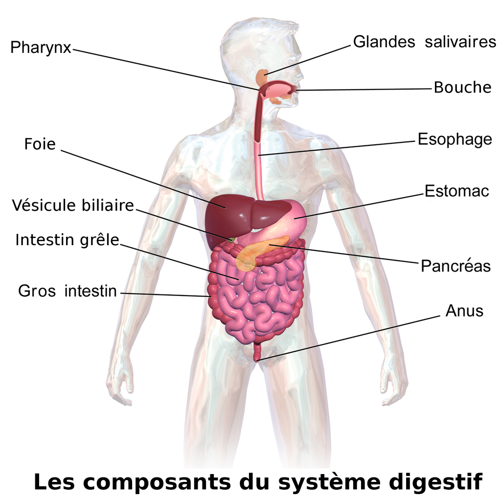 digestion and absorption
anaerobic digestion
how to improve digestion
mechanical digestion
chemical digestion
how long does digestion take
food digestion time chart
define digestion
how to speed up digestion
best tea for digestion
process of digestion
digestion and absorption occurs primarily in the
digestion aids
digestion after gallbladder removal
digestion and absorption
digestion aids natural
digestion acupressure points
digestion and metabolism
digestion and bloating supplements
digestion and sleep
absorption in digestion
assimilation in digestion
anaerobic digestion plant
apple digestion time
aids digestion meaning
amoeba digestion
absorption and digestion of carbohydrates
absorption and digestion of protein
digestion begins in the
digestion begins in the mouth
digestion bitters
digestion block
digestion booster
digestion buzzing (nervous touch)
digestion break
digestion before bed
digestion bloating
digestion biology
banana digestion time
best side to sleep on for digestion
bolus digestion
best food for digestion
best side to lay on for digestion
best medicine for digestion and gas
best fruit for digestion
best juice for digestion
best position for digestion
digestion cleanse
digestion cramps
digestion cat food
digestion crystal casualties unknown
digestion cycle
digestion chemistry
digestion challenge.com
digestion crystal scav prototype
digestion chart
chicken digestion time
carbohydrate digestion
cephalic phase of digestion
carbohydrate digestion begins in the
chia seeds digestion
corn digestion
churan for digestion
complete digestion of food
complete digestion of food takes place in
digestion definition
digestion doctor
digestion diagram
digestion drinks
digestion diseases
digestion drops
digestion diabetes
digestion detox
digestion doctor near me
digestion deficiente
does walking help digestion
does green tea help with digestion
drinks to help digestion and bloating
does sparkling water help with digestion
does pineapple help with digestion
does coffee help with digestion
does hot water help with digestion
does chewing gum help digestion
does tea help with digestion
digestion exercises
digestion enzyme supplement
digestion en español
digestion en ingles
digestion explained
digestion essential oils
digestion explained for kids
digestion etymology
digestion example
explain the process of digestion in human beings
enzymes for digestion
egg digestion time
extracellular digestion
easy digestion food
explain the process of digestion
emulsification in digestion
exercise for digestion
end product of protein digestion
explain digestion
digestion first begins in the mouth primarily through
digestion foods
digestion for kids
digestion friendly foods
digestion food for dogs
digestion feels slow
digestion fruits
digestion frequency hz
digestion flow chart
digestion frequency
food digestion time
food digestion
florajen digestion
foods that help with digestion
foods good for digestion
fat digestion
for digestion which side to sleep
for digestion medicine
for digestion syrup
digestion gb
digestion gummies
digestion ginger pineapple shot
digestion gb supplement
digestion gif
digestion game
digestion ginger pineapple
digestion graphic
digestion gives me anxiety
ginger for digestion
good for digestion
green tea for digestion
good tea for digestion
good food for digestion
guava digestion time
green tea good for digestion
ginger good for digestion
good juice for digestion
grapes good for digestion
digestion help
digestion how long does it take
digestion health
digestion human design
digestion hormones
digestion hurts
digestion headache
digestion how to say
digestion help supplements
digestion help medicine
how to improve digestion naturally at home
hill's perfect digestion
how to slow digestion
how does walking help digestion
hindi meaning of digestion
helps in digestion
how much time for digestion of food
digestion issues
digestion in spanish
digestion is
digestion in the mouth
digestion is painful
digestion in the stomach
digestion images
digestion issues during period
digestion issues before period
digestion issues in menopause
intracellular digestion
is pineapple good for digestion
improve digestion
is tea good for digestion
in digestion problem
in digestion meaning
in digestion meaning in hindi
in digestion tablet
it helps in digestion
in digestion meaning in tamil
digestion juice
digestion juice recipe
digestion journal
digestion juice shot
digestion jelly
digestion jelly korea
digestion juice shot recipe
digestion juice fruit
digestion juice name
digestion journey
juice for digestion
jshealth skin and digestion
juice good for digestion
jeera water for digestion
jean jacket digestion scene
juice digestion time
jackfruit digestion time
juice for digestion and bloating
jean jacket digestion
jowar roti digestion time
digestion karger
digestion keeping me awake
digestion ka matlab kya hota hai
digestion ko hindi mein kya kahate hain
digestion kya hota hai
digestion ka hindi
digestion ke liye best syrup
digestion ke liye kya khaye
digestion kaise thik kare
digestion ko sahi karne ke liye kya karen
kiwi digestion
kjeldahl digestion unit
kids digestion syrup
konjac noodles digestion
kjeldahl digestion
khichdi easy digestion
khichdi digestion time
kaju digestion time
kiwi good for digestion
kombucha digestion
digestion lenta
digestion low human design
digestion lying down
digestion lemonade
digestion lab
digestion left or right
digestion lenta que hacer
digestion lying on right side
digestion left human design
digestion length
lipid digestion
laying on what side helps digestion
lipid digestion and absorption
liver role in digestion
liver function in digestion
lie on which side for digestion
lemon is good for digestion
lemon tea good for digestion
la digestion definition
lay on which side for better digestion
digestion medicine
digestion meaning
digestion massage
digestion medical term
digestion mcat
digestion meds
digestion medical definition
digestion meditation
digestion mudra
digestion map
milk digestion time
mutton digestion time
magnesium for digestion
medicine for digestion
meaning of digestion
mechanical and chemical digestion
mudra for digestion
mechanical vs chemical digestion
microwave digestion
digestion noises
digestion nervous human design
digestion need crossword clue
digestion nap
digestion not working
digestion nervous system
digestion noises loud
digestion nausea
digestion natural remedies
digestion neb
nope digestion scene
normal digestion time
noodles digestion time
nutrish gentle digestion
non veg digestion time
nutrition and digestion
natural remedies for digestion and bloating
neb double digestion
neb digestion protocol
natural digestion aids
digestion of protein begins in the
digestion of starch begins in the
digestion of carbohydrates begins in the
digestion of foods includes the mechanical actions of
digestion of carbohydrates
digestion of proteins
digestion organs
digestion of food
digestion of fats begins in the
digestion occurs via fermentation in the colon
of or relating to digestion crossword clue
oats digestion time
of or relating to digestion dan word
of or relating to digestion
of digestion crossword clue
order of digestion
orange digestion time
of or relating to digestion 6 letters
oatmeal digestion time
oats good for digestion
digestion problem
digestion process
digestion pills
digestion pronunciation
digestion part crossword clue 5 letters
digestion plus
digestion pain
digestion pressure point
digestion pathway
digestion process from mouth to anus
protein digestion
physiology of digestion
physical digestion
protein digestion begins in the
poor digestion
propulsion in digestion
phases of digestion
protein digestion and absorption
pooch and mutt health and digestion
digestion quiz
digestion quimica
digestion questions
digestion que es
digestion quinoa
digestion quotes
digestion questions and answers
digestion quinoa selles
digestion questions class 10
quinoa digestion
quick digestion
que es la digestion
que es bueno para la digestion
quinoa digestion time
qigong for digestion
quinoa good for digestion
que tomar para la digestion
qu'est ce que la digestion
que es un corte de digestion
digestion resistant maltodextrin
digestion relief
digestion reset
digestion remedies
digestion rimworld
digestion reaction
digestion refers to the quizlet
digestion review
digestion related crossword clue
digestion rate
rice digestion time
role of bile in digestion
role of pancreas in digestion
restriction digestion
role of saliva in digestion of food
relating to digestion crossword clue
role of liver in digestion
rapid digestion
restriction enzyme digestion
role of enzymes in digestion
digestion supplements
digestion squats
digestion shots
digestion stretches
digestion synonym
digestion support
digestion specialist
digestion scene nope
slow digestion
symptoms of poor digestion
slow digestion causes
slow digestion symptoms
stages of digestion
suja digestion shot
syrup for digestion
steps of digestion
segmentation digestion
stomach digestion
digestion tea
digestion time
digestion time of foods
digestion types
digestion timeline
digestion type quiz
digestion tablets
digestion test
digestion tips
tea for digestion
the process of digestion
tablets for digestion
the meaning of digestion
tea best for digestion
to improve digestion
the role of saliva in the digestion of food
the digestion of carbohydrates
the digestion of food
digestion upgrade gw2
digestion unit
digestion urdu meaning
digestion use in hindi
digestion unit kjeldahl
digestion used in a sentence
digestion use
digestion urdu
upma digestion time
using a kulhar promotes digestion
unani medicine for digestion
urad dal digestion time
use of bile juice in digestion
use of saliva in digestion
uncomfortable digestion
urad dal digestion
unchewed food digestion
use of bile in digestion
digestion vs metabolism
digestion vs absorption
digestion vitamins
digestion video for kids
digestion video
digestion vs ingestion
digestion vibration plate
digestion vs indigestion
digestion virus
digestion visual
vitamins for digestion
vetpro digestion and anal gland support
vagus nerve and digestion
vibration plate for digestion
vegetables good for digestion
vagus nerve exercises for digestion
vitamin d and digestion
vitamins that help with digestion
vitamins for digestion and bloating
vegetable digestion time
digestion walk
digestion walk german
digestion walk benefits
digestion without a gallbladder
digestion while sleeping
digestion workout
digestion walk reddit
digestion wellness shot
digestion walk how long
digestion wellness shot recipe
what to drink after a meal to help digestion
where does digestion begin
what helps with digestion
which side to lay on for digestion
what is chemical digestion
what is mechanical digestion
what is anaerobic digestion
what is the meaning of digestion
what tea is best for digestion
digestion xs
digestion xs reviews
digestion xs supplements
digestion x ray
xylitol digestion
xhoi digestion protocol
xanax digestion
xbai digestion protocol
xbai digestion
xhoi digestion
xanthan gum digestion
x ray film digestion test
xylem anaerobic digestion
xho1 digestion
xylitol effect on digestion
digestion yoga
digestion yoga poses
digestion yogurt
digestion yoga sarah beth
digestion yoga flow
digestion yoga 10 minutes
digestion yoga asanas
digestion yoga mudra
digestion yoga after dinner
digestion year 4
yoga for digestion
yoga poses for digestion
yoga for digestion and bloating
yogurt digestion time
yoga poses for digestion after eating
yoga with adriene digestion
yogurt for digestion
yoga asanas for digestion
yoga for good digestion
yoga poses for digestion and bloating
digestion zinc
digestion zen
zinc digestion
zesty paws digestion cat mousse
zepbound slow digestion
zesty paws digestion
zinc digestion and absorption
zucchini digestion
zepbound slows down digestion
zandu digestion tablet
zepbound digestion
zinc role in digestion
digestion 0.25
digestion 0.25 mg
digestion 0.5
digestion 0’
digestion tablet 0.25
ch 02 digestion quiz
00 flour digestion
is 00 flour better for digestion
influye la gravedad 0 en la digestion
temps de digestion fromage blanc 0
digestion 10 mg
digestion 10 tablet
100 gm paneer digestion time
1 banana digestion time
1 glass milk digestion time
10 steps of digestion
1 egg digestion time
10 best foods digestion
1 apple digestion time
1 roti digestion time
10 ways improve digestion
1 year baby digestion syrup
digestion 2 hours after eating
digestion 2 types
2 types of digestion
2 banana digestion time
2 chapati digestion time
2 year baby digestion problem
2 boiled egg digestion time
2 egg digestion time
2 years baby digestion syrup
250 ml milk digestion time
2 roti digestion time
200 gm paneer digestion time
digestion 3d model
digestion 3d video
digestion 3d
digestion 3d animation
digestion 3 hours after eating
digestion 3ac
digestion 3eme science
digestion 3eme svt
digestion 3e trimestre grossesse
digestion 3eme
3 phases of digestion
3 stages of digestion
3 types of digestion
3 boiled egg digestion time
3 chapati digestion time
3 eggs digestion time
3 banana digestion time
3 fruits that wreck your digestion
3 month baby digestion problem
3 roti digestion time
digestion 40 mg
digestion 4 hours after eating
digestion 4 steps
digestion 4 stages
4 stages of digestion
4 types of digestion
4 steps of digestion
4 chapati digestion time
4 phases of digestion
4 stages of anaerobic digestion
4 acid digestion
4 process of digestion
4 egg digestion time
4 acid digestion method
digestion 5 steps
digestion 5 process
5. digestion
digestion 5 hours after eating
digestion 5 stages
5 stages of digestion
5 steps of digestion
5 process of digestion
5 importance of digestion
5 types of digestion
5 phases of digestion
5 egg digestion time
5 steps of digestion class 10
5 stages of digestion in order
5 steps of digestion class 7
digestion 6 hours after eating
digestion 6 letters
digestion 6 month baby
digestion 6 steps
6 digestion process
6 steps of digestion
6 process of digestion
6 stages of digestion
6 difficult or painful digestion
6 month baby digestion syrup
6 eggs digestion time
6 step digestion process
6 hour digestion time
6 activities of digestion
digestion 7 eleven
digestion 7 steps
7up digestion
7 steps of digestion
7up is good for digestion
7 stages of digestion
7 eleven digestion drink
7 month baby digestion problem
7up for digestion
7 11 digestion drink
7 steps of digestion in order
7 month pregnancy digestion problem
7 steps of digestion process
8 month baby digestion problem
8 hour digestion time
8 steps of digestion
8 week old digestion
8 hour digestion
8 month pregnancy digestion problem
8 egg white digestion time
8a food and digestion
8th international conference on food digestion
85 of lipid digestion occurs in the
90 of digestion and absorption occur in which organ
9th biology digestion and transport of nutrients
90 of digestion takes place here
90 percent of digestion happens here
9th international conference on food digestion
9 hour digestion
9 steps of digestion
90 of digestion and absorption
9 month baby digestion problem
year 9 digestion