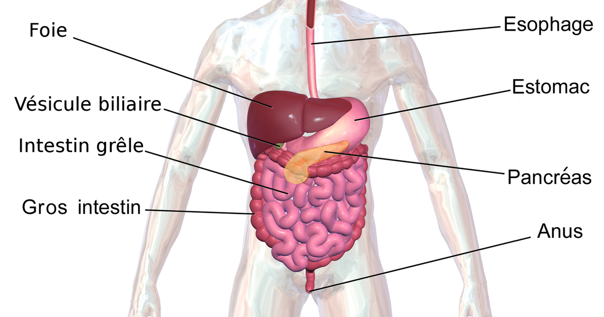 digestion anaerobic digestion how to improve digestion mechanical digestion chemical digestion how long does digestion take food digestion time chart define digestion how to speed up digestion best tea for digestion process of digestion digestion and absorption occurs primarily in the digestion aids digestion after gallbladder removal digestion and absorption digestion aids natural digestion acupressure points digestion and metabolism digestion and bloating supplements digestion and sleep absorption in digestion assimilation in digestion anaerobic digestion plant apple digestion time aids digestion meaning amoeba digestion absorption and digestion of carbohydrates absorption and digestion of protein digestion begins in the digestion begins in the mouth digestion bitters digestion block digestion booster digestion buzzing (nervous touch) digestion break digestion before bed digestion bloating digestion biology banana digestion time best side to sleep on for digestion bolus digestion best food for digestion best side to lay on for digestion best medicine for digestion and gas best fruit for digestion best juice for digestion best position for digestion digestion cleanse digestion cramps digestion cat food digestion crystal casualties unknown digestion cycle digestion chemistry digestion challenge.com digestion crystal scav prototype digestion chart chicken digestion time carbohydrate digestion cephalic phase of digestion carbohydrate digestion begins in the chia seeds digestion corn digestion churan for digestion complete digestion of food complete digestion of food takes place in digestion definition digestion doctor digestion diagram digestion drinks digestion diseases digestion drops digestion diabetes digestion detox digestion doctor near me digestion deficiente does walking help digestion does green tea help with digestion drinks to help digestion and bloating does sparkling water help with digestion does pineapple help with digestion does coffee help with digestion does hot water help with digestion does chewing gum help digestion does tea help with digestion digestion exercises digestion enzyme supplement digestion en español digestion en ingles digestion explained digestion essential oils digestion explained for kids digestion etymology digestion example explain the process of digestion in human beings enzymes for digestion egg digestion time extracellular digestion easy digestion food explain the process of digestion emulsification in digestion exercise for digestion end product of protein digestion explain digestion digestion first begins in the mouth primarily through digestion foods digestion for kids digestion friendly foods digestion food for dogs digestion feels slow digestion fruits digestion frequency hz digestion flow chart digestion frequency food digestion time food digestion florajen digestion foods that help with digestion foods good for digestion fat digestion for digestion which side to sleep for digestion medicine for digestion syrup digestion gb digestion gummies digestion ginger pineapple shot digestion gb supplement digestion gif digestion game digestion ginger pineapple digestion graphic digestion gives me anxiety ginger for digestion good for digestion green tea for digestion good tea for digestion good food for digestion guava digestion time green tea good for digestion ginger good for digestion good juice for digestion grapes good for digestion digestion help digestion how long does it take digestion health digestion human design digestion hormones digestion hurts digestion headache digestion how to say digestion help supplements digestion help medicine how to improve digestion naturally at home hill's perfect digestion how to slow digestion how does walking help digestion hindi meaning of digestion helps in digestion how much time for digestion of food digestion issues digestion in spanish digestion is digestion in the mouth digestion is painful digestion in the stomach digestion images digestion issues during period digestion issues before period digestion issues in menopause intracellular digestion is pineapple good for digestion improve digestion is tea good for digestion in digestion problem in digestion meaning in digestion meaning in hindi in digestion tablet it helps in digestion in digestion meaning in tamil digestion juice digestion juice recipe digestion journal digestion juice shot digestion jelly digestion jelly korea digestion juice shot recipe digestion juice fruit digestion juice name digestion journey juice for digestion jshealth skin and digestion juice good for digestion jeera water for digestion jean jacket digestion scene juice digestion time jackfruit digestion time juice for digestion and bloating jean jacket digestion jowar roti digestion time digestion karger digestion keeping me awake digestion ka matlab kya hota hai digestion ko hindi mein kya kahate hain digestion kya hota hai digestion ka hindi digestion ke liye best syrup digestion ke liye kya khaye digestion kaise thik kare digestion ko sahi karne ke liye kya karen kiwi digestion kjeldahl digestion unit kids digestion syrup konjac noodles digestion kjeldahl digestion khichdi easy digestion khichdi digestion time kaju digestion time kiwi good for digestion kombucha digestion digestion lenta digestion low human design digestion lying down digestion lemonade digestion lab digestion left or right digestion lenta que hacer digestion lying on right side digestion left human design digestion length lipid digestion laying on what side helps digestion lipid digestion and absorption liver role in digestion liver function in digestion lie on which side for digestion lemon is good for digestion lemon tea good for digestion la digestion definition lay on which side for better digestion digestion medicine digestion meaning digestion massage digestion medical term digestion mcat digestion meds digestion medical definition digestion meditation digestion mudra digestion map milk digestion time mutton digestion time magnesium for digestion medicine for digestion meaning of digestion mechanical and chemical digestion mudra for digestion mechanical vs chemical digestion microwave digestion digestion noises digestion nervous human design digestion need crossword clue digestion nap digestion not working digestion nervous system digestion noises loud digestion nausea digestion natural remedies digestion neb nope digestion scene normal digestion time noodles digestion time nutrish gentle digestion non veg digestion time nutrition and digestion natural remedies for digestion and bloating neb double digestion neb digestion protocol natural digestion aids digestion of protein begins in the digestion of starch begins in the digestion of carbohydrates begins in the digestion of foods includes the mechanical actions of digestion of carbohydrates digestion of proteins digestion organs digestion of food digestion of fats begins in the digestion occurs via fermentation in the colon of or relating to digestion crossword clue oats digestion time of or relating to digestion dan word of or relating to digestion of digestion crossword clue order of digestion orange digestion time of or relating to digestion 6 letters oatmeal digestion time oats good for digestion digestion problem digestion process digestion pills digestion pronunciation digestion part crossword clue 5 letters digestion plus digestion pain digestion pressure point digestion pathway digestion process from mouth to anus protein digestion physiology of digestion physical digestion protein digestion begins in the poor digestion propulsion in digestion phases of digestion protein digestion and absorption pooch and mutt health and digestion digestion quiz digestion quimica digestion questions digestion que es digestion quinoa digestion quotes digestion questions and answers digestion quinoa selles digestion questions class 10 quinoa digestion quick digestion que es la digestion que es bueno para la digestion quinoa digestion time qigong for digestion quinoa good for digestion que tomar para la digestion qu'est ce que la digestion que es un corte de digestion digestion resistant maltodextrin digestion relief digestion reset digestion remedies digestion rimworld digestion reaction digestion refers to the quizlet digestion review digestion related crossword clue digestion rate rice digestion time role of bile in digestion role of pancreas in digestion restriction digestion role of saliva in digestion of food relating to digestion crossword clue role of liver in digestion rapid digestion restriction enzyme digestion role of enzymes in digestion digestion supplements digestion squats digestion shots digestion stretches digestion synonym digestion support digestion specialist digestion scene nope slow digestion symptoms of poor digestion slow digestion causes slow digestion symptoms stages of digestion suja digestion shot syrup for digestion steps of digestion segmentation digestion stomach digestion digestion tea digestion time digestion time of foods digestion types digestion timeline digestion type quiz digestion tablets digestion test digestion tips tea for digestion the process of digestion tablets for digestion the meaning of digestion tea best for digestion to improve digestion the role of saliva in the digestion of food the digestion of carbohydrates the digestion of food digestion upgrade gw2 digestion unit digestion urdu meaning digestion use in hindi digestion unit kjeldahl digestion used in a sentence digestion use digestion urdu upma digestion time using a kulhar promotes digestion unani medicine for digestion urad dal digestion time use of bile juice in digestion use of saliva in digestion uncomfortable digestion urad dal digestion unchewed food digestion use of bile in digestion digestion vs metabolism digestion vs absorption digestion vitamins digestion video for kids digestion video digestion vs ingestion digestion vibration plate digestion vs indigestion digestion virus digestion visual vitamins for digestion vetpro digestion and anal gland support vagus nerve and digestion vibration plate for digestion vegetables good for digestion vagus nerve exercises for digestion vitamin d and digestion vitamins that help with digestion vitamins for digestion and bloating vegetable digestion time digestion walk digestion walk german digestion walk benefits digestion without a gallbladder digestion while sleeping digestion workout digestion walk reddit digestion wellness shot digestion walk how long digestion wellness shot recipe what to drink after a meal to help digestion where does digestion begin what helps with digestion which side to lay on for digestion what is chemical digestion what is mechanical digestion what is anaerobic digestion what is the meaning of digestion what tea is best for digestion digestion xs digestion xs reviews digestion xs supplements digestion x ray xylitol digestion xhoi digestion protocol xanax digestion xbai digestion protocol xbai digestion xhoi digestion xanthan gum digestion x ray film digestion test xylem anaerobic digestion xho1 digestion xylitol effect on digestion digestion yoga digestion yoga poses digestion yogurt digestion yoga sarah beth digestion yoga flow digestion yoga 10 minutes digestion yoga asanas digestion yoga mudra digestion yoga after dinner digestion year 4 yoga for digestion yoga poses for digestion yoga for digestion and bloating yogurt digestion time yoga poses for digestion after eating yoga with adriene digestion yogurt for digestion yoga asanas for digestion yoga for good digestion yoga poses for digestion and bloating digestion zinc digestion zen zinc digestion zesty paws digestion cat mousse zepbound slow digestion zesty paws digestion zinc digestion and absorption zucchini digestion zepbound slows down digestion zandu digestion tablet zepbound digestion zinc role in digestion digestion 0.25 digestion 0.25 mg digestion 0.5 digestion 0’ digestion tablet 0.25 ch 02 digestion quiz 00 flour digestion is 00 flour better for digestion influye la gravedad 0 en la digestion temps de digestion fromage blanc 0 digestion 10 mg digestion 10 tablet 100 gm paneer digestion time 1 banana digestion time 1 glass milk digestion time 10 steps of digestion 1 egg digestion time 10 best foods digestion 1 apple digestion time 1 roti digestion time 10 ways improve digestion 1 year baby digestion syrup digestion 2 hours after eating digestion 2 types 2 types of digestion 2 banana digestion time 2 chapati digestion time 2 year baby digestion problem 2 boiled egg digestion time 2 egg digestion time 2 years baby digestion syrup 250 ml milk digestion time 2 roti digestion time 200 gm paneer digestion time digestion 3d model digestion 3d video digestion 3d digestion 3d animation digestion 3 hours after eating digestion 3ac digestion 3eme science digestion 3eme svt digestion 3e trimestre grossesse digestion 3eme 3 phases of digestion 3 stages of digestion 3 types of digestion 3 boiled egg digestion time 3 chapati digestion time 3 eggs digestion time 3 banana digestion time 3 fruits that wreck your digestion 3 month baby digestion problem 3 roti digestion time digestion 40 mg digestion 4 hours after eating digestion 4 steps digestion 4 stages 4 stages of digestion 4 types of digestion 4 steps of digestion 4 chapati digestion time 4 phases of digestion 4 stages of anaerobic digestion 4 acid digestion 4 process of digestion 4 egg digestion time 4 acid digestion method digestion 5 steps digestion 5 process 5. digestion digestion 5 hours after eating digestion 5 stages 5 stages of digestion 5 steps of digestion 5 process of digestion 5 importance of digestion 5 types of digestion 5 phases of digestion 5 egg digestion time 5 steps of digestion class 10 5 stages of digestion in order 5 steps of digestion class 7 digestion 6 hours after eating digestion 6 letters digestion 6 month baby digestion 6 steps 6 digestion process 6 steps of digestion 6 process of digestion 6 stages of digestion 6 difficult or painful digestion 6 month baby digestion syrup 6 eggs digestion time 6 step digestion process 6 hour digestion time 6 activities of digestion digestion 7 eleven digestion 7 steps 7up digestion 7 steps of digestion 7up is good for digestion 7 stages of digestion 7 eleven digestion drink 7 month baby digestion problem 7up for digestion 7 11 digestion drink 7 steps of digestion in order 7 month pregnancy digestion problem 7 steps of digestion process 8 month baby digestion problem 8 hour digestion time 8 steps of digestion 8 week old digestion 8 hour digestion 8 month pregnancy digestion problem 8 egg white digestion time 8a food and digestion 8th international conference on food digestion 85 of lipid digestion occurs in the 90 of digestion and absorption occur in which organ 9th biology digestion and transport of nutrients 90 of digestion takes place here 90 percent of digestion happens here 9th international conference on food digestion 9 hour digestion 9 steps of digestion 90 of digestion and absorption 9 month baby digestion problem year 9 digestion