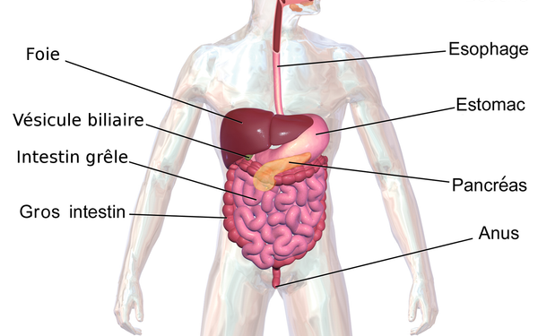 digestion anaerobic digestion how to improve digestion mechanical digestion chemical digestion how long does digestion take food digestion time chart define digestion how to speed up digestion best tea for digestion process of digestion digestion and absorption occurs primarily in the digestion aids digestion after gallbladder removal digestion and absorption digestion aids natural digestion acupressure points digestion and metabolism digestion and bloating supplements digestion and sleep absorption in digestion assimilation in digestion anaerobic digestion plant apple digestion time aids digestion meaning amoeba digestion absorption and digestion of carbohydrates absorption and digestion of protein digestion begins in the digestion begins in the mouth digestion bitters digestion block digestion booster digestion buzzing (nervous touch) digestion break digestion before bed digestion bloating digestion biology banana digestion time best side to sleep on for digestion bolus digestion best food for digestion best side to lay on for digestion best medicine for digestion and gas best fruit for digestion best juice for digestion best position for digestion digestion cleanse digestion cramps digestion cat food digestion crystal casualties unknown digestion cycle digestion chemistry digestion challenge.com digestion crystal scav prototype digestion chart chicken digestion time carbohydrate digestion cephalic phase of digestion carbohydrate digestion begins in the chia seeds digestion corn digestion churan for digestion complete digestion of food complete digestion of food takes place in digestion definition digestion doctor digestion diagram digestion drinks digestion diseases digestion drops digestion diabetes digestion detox digestion doctor near me digestion deficiente does walking help digestion does green tea help with digestion drinks to help digestion and bloating does sparkling water help with digestion does pineapple help with digestion does coffee help with digestion does hot water help with digestion does chewing gum help digestion does tea help with digestion digestion exercises digestion enzyme supplement digestion en español digestion en ingles digestion explained digestion essential oils digestion explained for kids digestion etymology digestion example explain the process of digestion in human beings enzymes for digestion egg digestion time extracellular digestion easy digestion food explain the process of digestion emulsification in digestion exercise for digestion end product of protein digestion explain digestion digestion first begins in the mouth primarily through digestion foods digestion for kids digestion friendly foods digestion food for dogs digestion feels slow digestion fruits digestion frequency hz digestion flow chart digestion frequency food digestion time food digestion florajen digestion foods that help with digestion foods good for digestion fat digestion for digestion which side to sleep for digestion medicine for digestion syrup digestion gb digestion gummies digestion ginger pineapple shot digestion gb supplement digestion gif digestion game digestion ginger pineapple digestion graphic digestion gives me anxiety ginger for digestion good for digestion green tea for digestion good tea for digestion good food for digestion guava digestion time green tea good for digestion ginger good for digestion good juice for digestion grapes good for digestion digestion help digestion how long does it take digestion health digestion human design digestion hormones digestion hurts digestion headache digestion how to say digestion help supplements digestion help medicine how to improve digestion naturally at home hill's perfect digestion how to slow digestion how does walking help digestion hindi meaning of digestion helps in digestion how much time for digestion of food digestion issues digestion in spanish digestion is digestion in the mouth digestion is painful digestion in the stomach digestion images digestion issues during period digestion issues before period digestion issues in menopause intracellular digestion is pineapple good for digestion improve digestion is tea good for digestion in digestion problem in digestion meaning in digestion meaning in hindi in digestion tablet it helps in digestion in digestion meaning in tamil digestion juice digestion juice recipe digestion journal digestion juice shot digestion jelly digestion jelly korea digestion juice shot recipe digestion juice fruit digestion juice name digestion journey juice for digestion jshealth skin and digestion juice good for digestion jeera water for digestion jean jacket digestion scene juice digestion time jackfruit digestion time juice for digestion and bloating jean jacket digestion jowar roti digestion time digestion karger digestion keeping me awake digestion ka matlab kya hota hai digestion ko hindi mein kya kahate hain digestion kya hota hai digestion ka hindi digestion ke liye best syrup digestion ke liye kya khaye digestion kaise thik kare digestion ko sahi karne ke liye kya karen kiwi digestion kjeldahl digestion unit kids digestion syrup konjac noodles digestion kjeldahl digestion khichdi easy digestion khichdi digestion time kaju digestion time kiwi good for digestion kombucha digestion digestion lenta digestion low human design digestion lying down digestion lemonade digestion lab digestion left or right digestion lenta que hacer digestion lying on right side digestion left human design digestion length lipid digestion laying on what side helps digestion lipid digestion and absorption liver role in digestion liver function in digestion lie on which side for digestion lemon is good for digestion lemon tea good for digestion la digestion definition lay on which side for better digestion digestion medicine digestion meaning digestion massage digestion medical term digestion mcat digestion meds digestion medical definition digestion meditation digestion mudra digestion map milk digestion time mutton digestion time magnesium for digestion medicine for digestion meaning of digestion mechanical and chemical digestion mudra for digestion mechanical vs chemical digestion microwave digestion digestion noises digestion nervous human design digestion need crossword clue digestion nap digestion not working digestion nervous system digestion noises loud digestion nausea digestion natural remedies digestion neb nope digestion scene normal digestion time noodles digestion time nutrish gentle digestion non veg digestion time nutrition and digestion natural remedies for digestion and bloating neb double digestion neb digestion protocol natural digestion aids digestion of protein begins in the digestion of starch begins in the digestion of carbohydrates begins in the digestion of foods includes the mechanical actions of digestion of carbohydrates digestion of proteins digestion organs digestion of food digestion of fats begins in the digestion occurs via fermentation in the colon of or relating to digestion crossword clue oats digestion time of or relating to digestion dan word of or relating to digestion of digestion crossword clue order of digestion orange digestion time of or relating to digestion 6 letters oatmeal digestion time oats good for digestion digestion problem digestion process digestion pills digestion pronunciation digestion part crossword clue 5 letters digestion plus digestion pain digestion pressure point digestion pathway digestion process from mouth to anus protein digestion physiology of digestion physical digestion protein digestion begins in the poor digestion propulsion in digestion phases of digestion protein digestion and absorption pooch and mutt health and digestion digestion quiz digestion quimica digestion questions digestion que es digestion quinoa digestion quotes digestion questions and answers digestion quinoa selles digestion questions class 10 quinoa digestion quick digestion que es la digestion que es bueno para la digestion quinoa digestion time qigong for digestion quinoa good for digestion que tomar para la digestion qu'est ce que la digestion que es un corte de digestion digestion resistant maltodextrin digestion relief digestion reset digestion remedies digestion rimworld digestion reaction digestion refers to the quizlet digestion review digestion related crossword clue digestion rate rice digestion time role of bile in digestion role of pancreas in digestion restriction digestion role of saliva in digestion of food relating to digestion crossword clue role of liver in digestion rapid digestion restriction enzyme digestion role of enzymes in digestion digestion supplements digestion squats digestion shots digestion stretches digestion synonym digestion support digestion specialist digestion scene nope slow digestion symptoms of poor digestion slow digestion causes slow digestion symptoms stages of digestion suja digestion shot syrup for digestion steps of digestion segmentation digestion stomach digestion digestion tea digestion time digestion time of foods digestion types digestion timeline digestion type quiz digestion tablets digestion test digestion tips tea for digestion the process of digestion tablets for digestion the meaning of digestion tea best for digestion to improve digestion the role of saliva in the digestion of food the digestion of carbohydrates the digestion of food digestion upgrade gw2 digestion unit digestion urdu meaning digestion use in hindi digestion unit kjeldahl digestion used in a sentence digestion use digestion urdu upma digestion time using a kulhar promotes digestion unani medicine for digestion urad dal digestion time use of bile juice in digestion use of saliva in digestion uncomfortable digestion urad dal digestion unchewed food digestion use of bile in digestion digestion vs metabolism digestion vs absorption digestion vitamins digestion video for kids digestion video digestion vs ingestion digestion vibration plate digestion vs indigestion digestion virus digestion visual vitamins for digestion vetpro digestion and anal gland support vagus nerve and digestion vibration plate for digestion vegetables good for digestion vagus nerve exercises for digestion vitamin d and digestion vitamins that help with digestion vitamins for digestion and bloating vegetable digestion time digestion walk digestion walk german digestion walk benefits digestion without a gallbladder digestion while sleeping digestion workout digestion walk reddit digestion wellness shot digestion walk how long digestion wellness shot recipe what to drink after a meal to help digestion where does digestion begin what helps with digestion which side to lay on for digestion what is chemical digestion what is mechanical digestion what is anaerobic digestion what is the meaning of digestion what tea is best for digestion digestion xs digestion xs reviews digestion xs supplements digestion x ray xylitol digestion xhoi digestion protocol xanax digestion xbai digestion protocol xbai digestion xhoi digestion xanthan gum digestion x ray film digestion test xylem anaerobic digestion xho1 digestion xylitol effect on digestion digestion yoga digestion yoga poses digestion yogurt digestion yoga sarah beth digestion yoga flow digestion yoga 10 minutes digestion yoga asanas digestion yoga mudra digestion yoga after dinner digestion year 4 yoga for digestion yoga poses for digestion yoga for digestion and bloating yogurt digestion time yoga poses for digestion after eating yoga with adriene digestion yogurt for digestion yoga asanas for digestion yoga for good digestion yoga poses for digestion and bloating digestion zinc digestion zen zinc digestion zesty paws digestion cat mousse zepbound slow digestion zesty paws digestion zinc digestion and absorption zucchini digestion zepbound slows down digestion zandu digestion tablet zepbound digestion zinc role in digestion digestion 0.25 digestion 0.25 mg digestion 0.5 digestion 0’ digestion tablet 0.25 ch 02 digestion quiz 00 flour digestion is 00 flour better for digestion influye la gravedad 0 en la digestion temps de digestion fromage blanc 0 digestion 10 mg digestion 10 tablet 100 gm paneer digestion time 1 banana digestion time 1 glass milk digestion time 10 steps of digestion 1 egg digestion time 10 best foods digestion 1 apple digestion time 1 roti digestion time 10 ways improve digestion 1 year baby digestion syrup digestion 2 hours after eating digestion 2 types 2 types of digestion 2 banana digestion time 2 chapati digestion time 2 year baby digestion problem 2 boiled egg digestion time 2 egg digestion time 2 years baby digestion syrup 250 ml milk digestion time 2 roti digestion time 200 gm paneer digestion time digestion 3d model digestion 3d video digestion 3d digestion 3d animation digestion 3 hours after eating digestion 3ac digestion 3eme science digestion 3eme svt digestion 3e trimestre grossesse digestion 3eme 3 phases of digestion 3 stages of digestion 3 types of digestion 3 boiled egg digestion time 3 chapati digestion time 3 eggs digestion time 3 banana digestion time 3 fruits that wreck your digestion 3 month baby digestion problem 3 roti digestion time digestion 40 mg digestion 4 hours after eating digestion 4 steps digestion 4 stages 4 stages of digestion 4 types of digestion 4 steps of digestion 4 chapati digestion time 4 phases of digestion 4 stages of anaerobic digestion 4 acid digestion 4 process of digestion 4 egg digestion time 4 acid digestion method digestion 5 steps digestion 5 process 5. digestion digestion 5 hours after eating digestion 5 stages 5 stages of digestion 5 steps of digestion 5 process of digestion 5 importance of digestion 5 types of digestion 5 phases of digestion 5 egg digestion time 5 steps of digestion class 10 5 stages of digestion in order 5 steps of digestion class 7 digestion 6 hours after eating digestion 6 letters digestion 6 month baby digestion 6 steps 6 digestion process 6 steps of digestion 6 process of digestion 6 stages of digestion 6 difficult or painful digestion 6 month baby digestion syrup 6 eggs digestion time 6 step digestion process 6 hour digestion time 6 activities of digestion digestion 7 eleven digestion 7 steps 7up digestion 7 steps of digestion 7up is good for digestion 7 stages of digestion 7 eleven digestion drink 7 month baby digestion problem 7up for digestion 7 11 digestion drink 7 steps of digestion in order 7 month pregnancy digestion problem 7 steps of digestion process 8 month baby digestion problem 8 hour digestion time 8 steps of digestion 8 week old digestion 8 hour digestion 8 month pregnancy digestion problem 8 egg white digestion time 8a food and digestion 8th international conference on food digestion 85 of lipid digestion occurs in the 90 of digestion and absorption occur in which organ 9th biology digestion and transport of nutrients 90 of digestion takes place here 90 percent of digestion happens here 9th international conference on food digestion 9 hour digestion 9 steps of digestion 90 of digestion and absorption 9 month baby digestion problem year 9 digestion