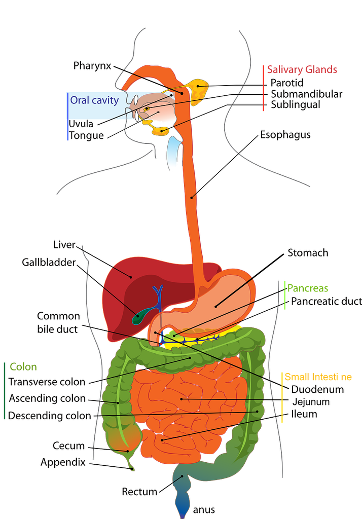digestion
anaerobic digestion
how to improve digestion
mechanical digestion
chemical digestion
how long does digestion take
food digestion time chart
define digestion
how to speed up digestion
best tea for digestion
process of digestion
digestion and absorption occurs primarily in the
digestion aids
digestion after gallbladder removal
digestion and absorption
digestion aids natural
digestion acupressure points
digestion and metabolism
digestion and bloating supplements
digestion and sleep
absorption in digestion
assimilation in digestion
anaerobic digestion plant
apple digestion time
aids digestion meaning
amoeba digestion
absorption and digestion of carbohydrates
absorption and digestion of protein
digestion begins in the
digestion begins in the mouth
digestion bitters
digestion block
digestion booster
digestion buzzing (nervous touch)
digestion break
digestion before bed
digestion bloating
digestion biology
banana digestion time
best side to sleep on for digestion
bolus digestion
best food for digestion
best side to lay on for digestion
best medicine for digestion and gas
best fruit for digestion
best juice for digestion
best position for digestion
digestion cleanse
digestion cramps
digestion cat food
digestion crystal casualties unknown
digestion cycle
digestion chemistry
digestion challenge.com
digestion crystal scav prototype
digestion chart
chicken digestion time
carbohydrate digestion
cephalic phase of digestion
carbohydrate digestion begins in the
chia seeds digestion
corn digestion
churan for digestion
complete digestion of food
complete digestion of food takes place in
digestion definition
digestion doctor
digestion diagram
digestion drinks
digestion diseases
digestion drops
digestion diabetes
digestion detox
digestion doctor near me
digestion deficiente
does walking help digestion
does green tea help with digestion
drinks to help digestion and bloating
does sparkling water help with digestion
does pineapple help with digestion
does coffee help with digestion
does hot water help with digestion
does chewing gum help digestion
does tea help with digestion
digestion exercises
digestion enzyme supplement
digestion en español
digestion en ingles
digestion explained
digestion essential oils
digestion explained for kids
digestion etymology
digestion example
explain the process of digestion in human beings
enzymes for digestion
egg digestion time
extracellular digestion
easy digestion food
explain the process of digestion
emulsification in digestion
exercise for digestion
end product of protein digestion
explain digestion
digestion first begins in the mouth primarily through
digestion foods
digestion for kids
digestion friendly foods
digestion food for dogs
digestion feels slow
digestion fruits
digestion frequency hz
digestion flow chart
digestion frequency
food digestion time
food digestion
florajen digestion
foods that help with digestion
foods good for digestion
fat digestion
for digestion which side to sleep
for digestion medicine
for digestion syrup
digestion gb
digestion gummies
digestion ginger pineapple shot
digestion gb supplement
digestion gif
digestion game
digestion ginger pineapple
digestion graphic
digestion gives me anxiety
ginger for digestion
good for digestion
green tea for digestion
good tea for digestion
good food for digestion
guava digestion time
green tea good for digestion
ginger good for digestion
good juice for digestion
grapes good for digestion
digestion help
digestion how long does it take
digestion health
digestion human design
digestion hormones
digestion hurts
digestion headache
digestion how to say
digestion help supplements
digestion help medicine
how to improve digestion naturally at home
hill's perfect digestion
how to slow digestion
how does walking help digestion
hindi meaning of digestion
helps in digestion
how much time for digestion of food
digestion issues
digestion in spanish
digestion is
digestion in the mouth
digestion is painful
digestion in the stomach
digestion images
digestion issues during period
digestion issues before period
digestion issues in menopause
intracellular digestion
is pineapple good for digestion
improve digestion
is tea good for digestion
in digestion problem
in digestion meaning
in digestion meaning in hindi
in digestion tablet
it helps in digestion
in digestion meaning in tamil
digestion juice
digestion juice recipe
digestion journal
digestion juice shot
digestion jelly
digestion jelly korea
digestion juice shot recipe
digestion juice fruit
digestion juice name
digestion journey
juice for digestion
jshealth skin and digestion
juice good for digestion
jeera water for digestion
jean jacket digestion scene
juice digestion time
jackfruit digestion time
juice for digestion and bloating
jean jacket digestion
jowar roti digestion time
digestion karger
digestion keeping me awake
digestion ka matlab kya hota hai
digestion ko hindi mein kya kahate hain
digestion kya hota hai
digestion ka hindi
digestion ke liye best syrup
digestion ke liye kya khaye
digestion kaise thik kare
digestion ko sahi karne ke liye kya karen
kiwi digestion
kjeldahl digestion unit
kids digestion syrup
konjac noodles digestion
kjeldahl digestion
khichdi easy digestion
khichdi digestion time
kaju digestion time
kiwi good for digestion
kombucha digestion
digestion lenta
digestion low human design
digestion lying down
digestion lemonade
digestion lab
digestion left or right
digestion lenta que hacer
digestion lying on right side
digestion left human design
digestion length
lipid digestion
laying on what side helps digestion
lipid digestion and absorption
liver role in digestion
liver function in digestion
lie on which side for digestion
lemon is good for digestion
lemon tea good for digestion
la digestion definition
lay on which side for better digestion
digestion medicine
digestion meaning
digestion massage
digestion medical term
digestion mcat
digestion meds
digestion medical definition
digestion meditation
digestion mudra
digestion map
milk digestion time
mutton digestion time
magnesium for digestion
medicine for digestion
meaning of digestion
mechanical and chemical digestion
mudra for digestion
mechanical vs chemical digestion
microwave digestion
digestion noises
digestion nervous human design
digestion need crossword clue
digestion nap
digestion not working
digestion nervous system
digestion noises loud
digestion nausea
digestion natural remedies
digestion neb
nope digestion scene
normal digestion time
noodles digestion time
nutrish gentle digestion
non veg digestion time
nutrition and digestion
natural remedies for digestion and bloating
neb double digestion
neb digestion protocol
natural digestion aids
digestion of protein begins in the
digestion of starch begins in the
digestion of carbohydrates begins in the
digestion of foods includes the mechanical actions of
digestion of carbohydrates
digestion of proteins
digestion organs
digestion of food
digestion of fats begins in the
digestion occurs via fermentation in the colon
of or relating to digestion crossword clue
oats digestion time
of or relating to digestion dan word
of or relating to digestion
of digestion crossword clue
order of digestion
orange digestion time
of or relating to digestion 6 letters
oatmeal digestion time
oats good for digestion
digestion problem
digestion process
digestion pills
digestion pronunciation
digestion part crossword clue 5 letters
digestion plus
digestion pain
digestion pressure point
digestion pathway
digestion process from mouth to anus
protein digestion
physiology of digestion
physical digestion
protein digestion begins in the
poor digestion
propulsion in digestion
phases of digestion
protein digestion and absorption
pooch and mutt health and digestion
digestion quiz
digestion quimica
digestion questions
digestion que es
digestion quinoa
digestion quotes
digestion questions and answers
digestion quinoa selles
digestion questions class 10
quinoa digestion
quick digestion
que es la digestion
que es bueno para la digestion
quinoa digestion time
qigong for digestion
quinoa good for digestion
que tomar para la digestion
qu'est ce que la digestion
que es un corte de digestion
digestion resistant maltodextrin
digestion relief
digestion reset
digestion remedies
digestion rimworld
digestion reaction
digestion refers to the quizlet
digestion review
digestion related crossword clue
digestion rate
rice digestion time
role of bile in digestion
role of pancreas in digestion
restriction digestion
role of saliva in digestion of food
relating to digestion crossword clue
role of liver in digestion
rapid digestion
restriction enzyme digestion
role of enzymes in digestion
digestion supplements
digestion squats
digestion shots
digestion stretches
digestion synonym
digestion support
digestion specialist
digestion scene nope
slow digestion
symptoms of poor digestion
slow digestion causes
slow digestion symptoms
stages of digestion
suja digestion shot
syrup for digestion
steps of digestion
segmentation digestion
stomach digestion
digestion tea
digestion time
digestion time of foods
digestion types
digestion timeline
digestion type quiz
digestion tablets
digestion test
digestion tips
tea for digestion
the process of digestion
tablets for digestion
the meaning of digestion
tea best for digestion
to improve digestion
the role of saliva in the digestion of food
the digestion of carbohydrates
the digestion of food
digestion upgrade gw2
digestion unit
digestion urdu meaning
digestion use in hindi
digestion unit kjeldahl
digestion used in a sentence
digestion use
digestion urdu
upma digestion time
using a kulhar promotes digestion
unani medicine for digestion
urad dal digestion time
use of bile juice in digestion
use of saliva in digestion
uncomfortable digestion
urad dal digestion
unchewed food digestion
use of bile in digestion
digestion vs metabolism
digestion vs absorption
digestion vitamins
digestion video for kids
digestion video
digestion vs ingestion
digestion vibration plate
digestion vs indigestion
digestion virus
digestion visual
vitamins for digestion
vetpro digestion and anal gland support
vagus nerve and digestion
vibration plate for digestion
vegetables good for digestion
vagus nerve exercises for digestion
vitamin d and digestion
vitamins that help with digestion
vitamins for digestion and bloating
vegetable digestion time
digestion walk
digestion walk german
digestion walk benefits
digestion without a gallbladder
digestion while sleeping
digestion workout
digestion walk reddit
digestion wellness shot
digestion walk how long
digestion wellness shot recipe
what to drink after a meal to help digestion
where does digestion begin
what helps with digestion
which side to lay on for digestion
what is chemical digestion
what is mechanical digestion
what is anaerobic digestion
what is the meaning of digestion
what tea is best for digestion
digestion xs
digestion xs reviews
digestion xs supplements
digestion x ray
xylitol digestion
xhoi digestion protocol
xanax digestion
xbai digestion protocol
xbai digestion
xhoi digestion
xanthan gum digestion
x ray film digestion test
xylem anaerobic digestion
xho1 digestion
xylitol effect on digestion
digestion yoga
digestion yoga poses
digestion yogurt
digestion yoga sarah beth
digestion yoga flow
digestion yoga 10 minutes
digestion yoga asanas
digestion yoga mudra
digestion yoga after dinner
digestion year 4
yoga for digestion
yoga poses for digestion
yoga for digestion and bloating
yogurt digestion time
yoga poses for digestion after eating
yoga with adriene digestion
yogurt for digestion
yoga asanas for digestion
yoga for good digestion
yoga poses for digestion and bloating
digestion zinc
digestion zen
zinc digestion
zesty paws digestion cat mousse
zepbound slow digestion
zesty paws digestion
zinc digestion and absorption
zucchini digestion
zepbound slows down digestion
zandu digestion tablet
zepbound digestion
zinc role in digestion
digestion 0.25
digestion 0.25 mg
digestion 0.5
digestion 0’
digestion tablet 0.25
ch 02 digestion quiz
00 flour digestion
is 00 flour better for digestion
influye la gravedad 0 en la digestion
temps de digestion fromage blanc 0
digestion 10 mg
digestion 10 tablet
100 gm paneer digestion time
1 banana digestion time
1 glass milk digestion time
10 steps of digestion
1 egg digestion time
10 best foods digestion
1 apple digestion time
1 roti digestion time
10 ways improve digestion
1 year baby digestion syrup
digestion 2 hours after eating
digestion 2 types
2 types of digestion
2 banana digestion time
2 chapati digestion time
2 year baby digestion problem
2 boiled egg digestion time
2 egg digestion time
2 years baby digestion syrup
250 ml milk digestion time
2 roti digestion time
200 gm paneer digestion time
digestion 3d model
digestion 3d video
digestion 3d
digestion 3d animation
digestion 3 hours after eating
digestion 3ac
digestion 3eme science
digestion 3eme svt
digestion 3e trimestre grossesse
digestion 3eme
3 phases of digestion
3 stages of digestion
3 types of digestion
3 boiled egg digestion time
3 chapati digestion time
3 eggs digestion time
3 banana digestion time
3 fruits that wreck your digestion
3 month baby digestion problem
3 roti digestion time
digestion 40 mg
digestion 4 hours after eating
digestion 4 steps
digestion 4 stages
4 stages of digestion
4 types of digestion
4 steps of digestion
4 chapati digestion time
4 phases of digestion
4 stages of anaerobic digestion
4 acid digestion
4 process of digestion
4 egg digestion time
4 acid digestion method
digestion 5 steps
digestion 5 process
5. digestion
digestion 5 hours after eating
digestion 5 stages
5 stages of digestion
5 steps of digestion
5 process of digestion
5 importance of digestion
5 types of digestion
5 phases of digestion
5 egg digestion time
5 steps of digestion class 10
5 stages of digestion in order
5 steps of digestion class 7
digestion 6 hours after eating
digestion 6 letters
digestion 6 month baby
digestion 6 steps
6 digestion process
6 steps of digestion
6 process of digestion
6 stages of digestion
6 difficult or painful digestion
6 month baby digestion syrup
6 eggs digestion time
6 step digestion process
6 hour digestion time
6 activities of digestion
digestion 7 eleven
digestion 7 steps
7up digestion
7 steps of digestion
7up is good for digestion
7 stages of digestion
7 eleven digestion drink
7 month baby digestion problem
7up for digestion
7 11 digestion drink
7 steps of digestion in order
7 month pregnancy digestion problem
7 steps of digestion process
8 month baby digestion problem
8 hour digestion time
8 steps of digestion
8 week old digestion
8 hour digestion
8 month pregnancy digestion problem
8 egg white digestion time
8a food and digestion
8th international conference on food digestion
85 of lipid digestion occurs in the
90 of digestion and absorption occur in which organ
9th biology digestion and transport of nutrients
90 of digestion takes place here
90 percent of digestion happens here
9th international conference on food digestion
9 hour digestion
9 steps of digestion
90 of digestion and absorption
9 month baby digestion problem
year 9 digestion